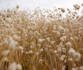 Cotton Farming