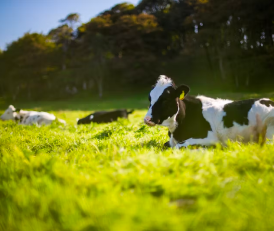 Dairy Farming Solutions