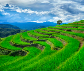Paddy Farming