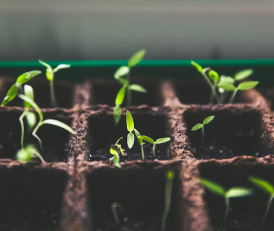 Root Crop Solution